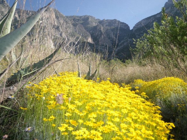 Naturaleza en Nuevo Leon